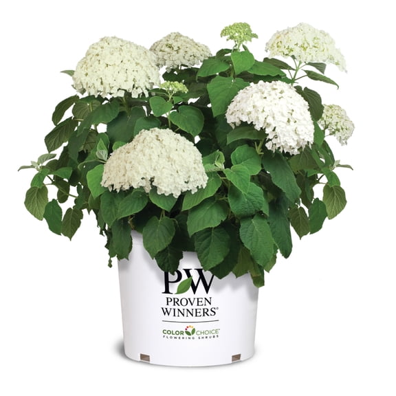 Proven Winners® Incrediball® Smooth Hydrangea - Hydrangea arborescens 'Abetwo'