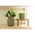 thumbnail image 6 of Flora Bunda 6 inch & 4.75 inch Rainbow Footed Planter, Set of 2, Glass Oliver, 6 of 6