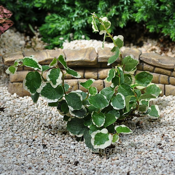 Ficus pumila, Variegated, Creeping Fig