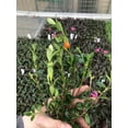 thumbnail image 2 of Goldfish Plant ~ Live and Healthy ~ for Home and Office, 2 of 2