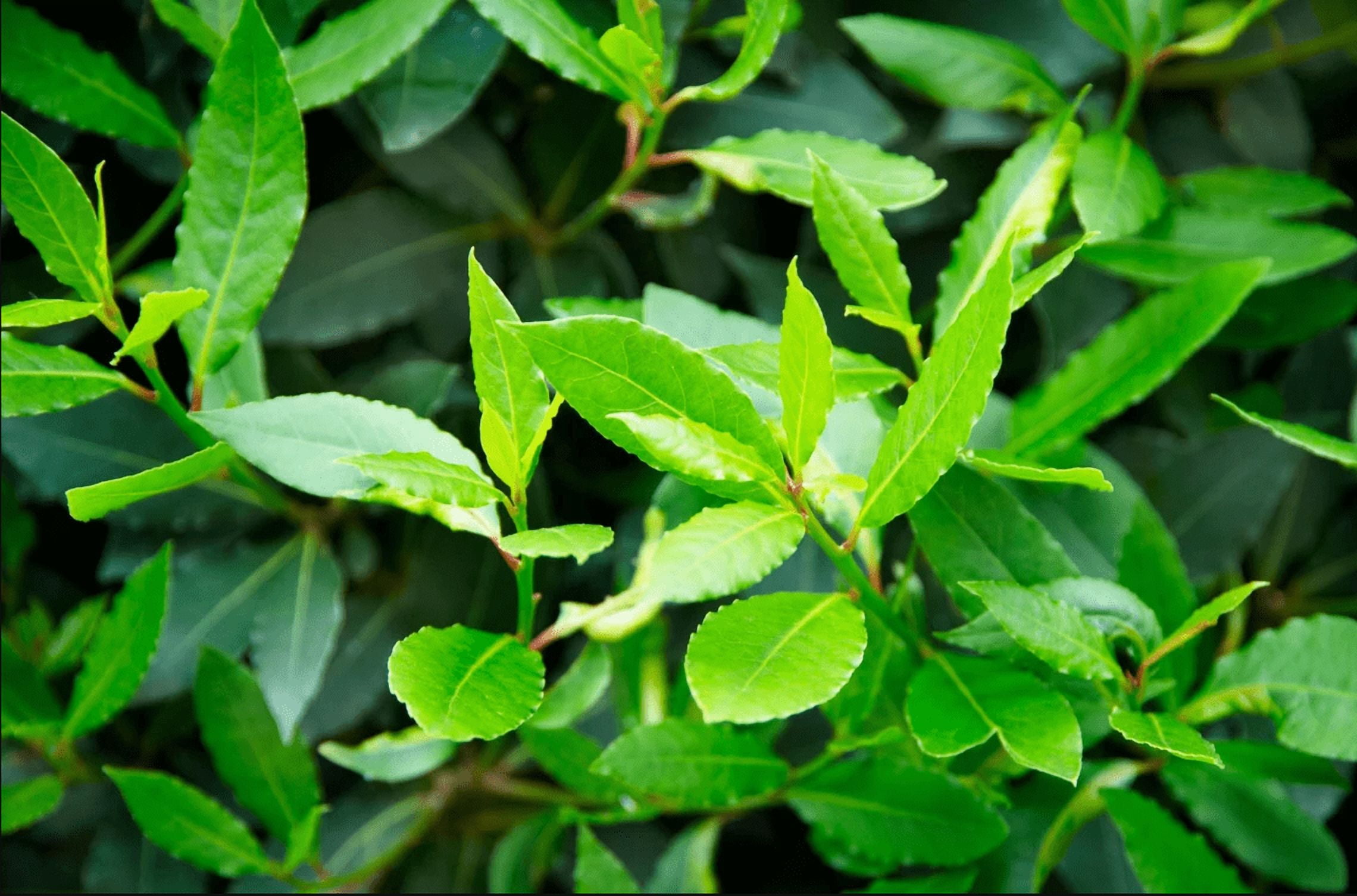 Pack of 2 Bay Laurel Live Starter Plants for Planting, Sweet Bay Laurel Trees, Laurus Nobilis Plant, Bay Leaf Tree Plant, 4-8 Inch Tall, No Ship Pot