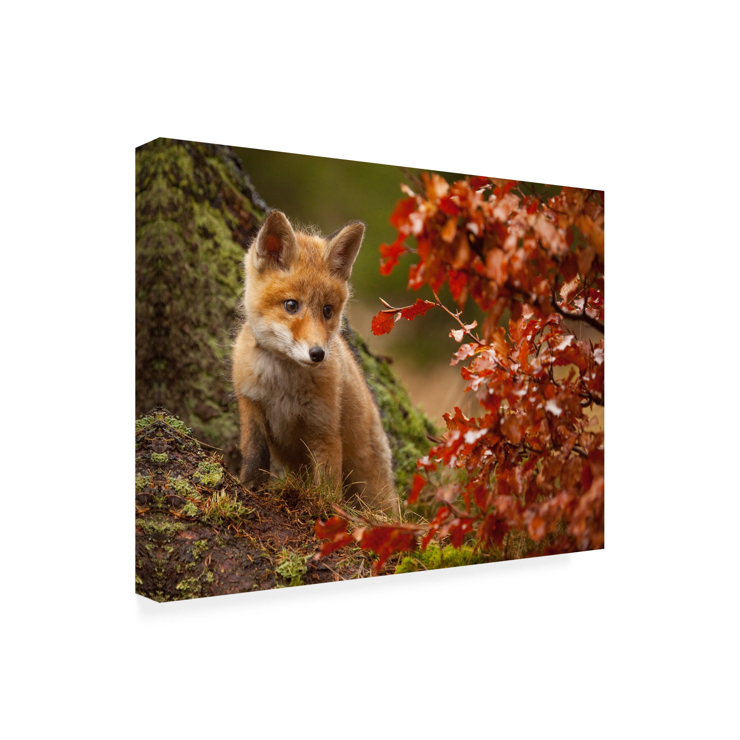 Robert Adamec 'Fox' Canvas Art