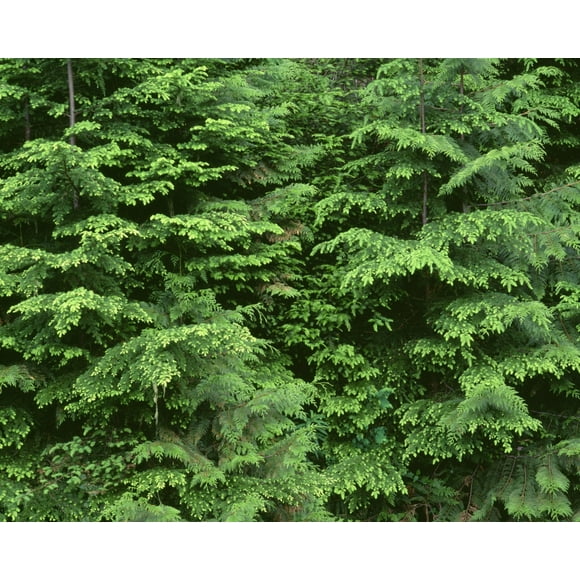 OR, Willamette NF. Middle Santiam Wilderness, Saplings of western red cedar and western hemlock Poster Print by John Barger (24 x 36)