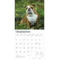 thumbnail image 4 of Bulldogs | 2026 12x24" (Hanging) Square Wall Calendar | Plastic-Free | BrownTrout, 4 of 9