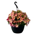 thumbnail image 2 of Amore Petunia 2 Gallon Hanging Basket Multicolor Trailing Petunia Multispecies Combo Annual Outdoor Live Plants Full Sun, 2 of 7