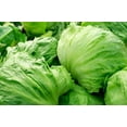 thumbnail image 2 of HJADGG Laitue Iceberg 100 Graines Variété Patrimoniale, 2 of 3