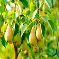 thumbnail image 3 of Bartlett Pear Tree | The Bartlett Pear Tree produces large, yellowish-brown fruit with sweet, juicy white flesh. Grown in mid-season, it thrives in growing zones 5-8., 3 of 6