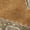 Copper, variant on Addison Rugs Mayfield Premium Machine Washable Traditional Oriental Teal Rectangle Rug, 10' x 14'