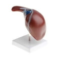 thumbnail image 3 of Modelo 1: 1 Lifesize Human Noraml Liver Lobule Gallbladder Con Base, Herramienta De Visualización De Enseñanza Escolar, Kits De Ciencia De Suministros, 3 of 8