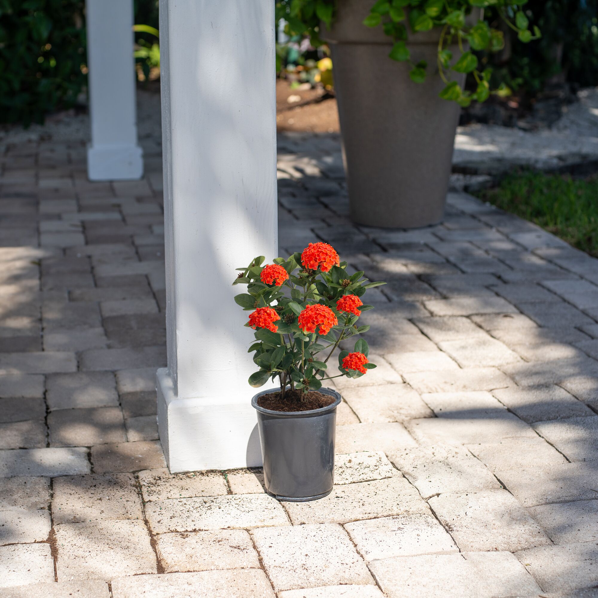 Island Blooms 16" Ixora Live Outdoor Plant in 6" Grower Pot