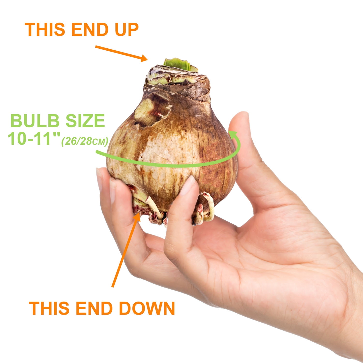 Garden State Bulb Apple Blossom Amaryllis Flower Bulb, 28/30cm (Bag of 3)
