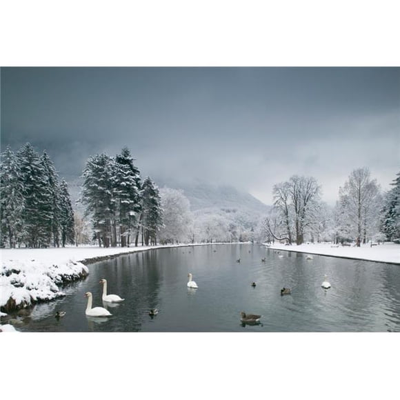 Swans Floating On A Lake Chateau De Vizille Vizille France Poster Print, 36 x 12