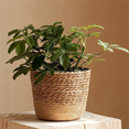 thumbnail image 2 of 2X Straw Weaving Flower Plant Pot Wicker Basket Rattan Flowerpot Storage Basket Handmade Woven Planter Basket M, 2 of 6