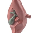 thumbnail image 6 of Visland 8Pcs/Set Organ Model Toy PVC Brain Lungs Small/Large Intestine Stomach Solid Model Early Learning Educational Toy Simulation Heart Model Human Body Science Toys Children Toy Gift, 6 of 7