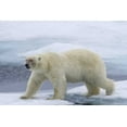 thumbnail image 2 of Young, Bill 24x17 Black Ornate Wood Framed with Double Matting Museum Art Print Titled - Norway, Svalbard Polar bear on sea ice, 2 of 4