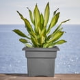 thumbnail image 2 of Bloem Veranda 14" Square Box Resin Planter - UV-Resistant, Indoor and Outdoor, Charcoal, 2 of 6