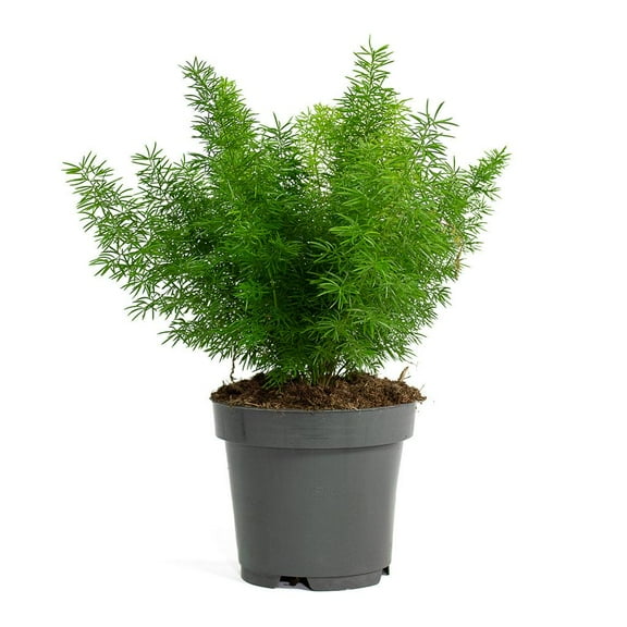 Foxtail Fern-Asparagus densiflorus 'Myersii'-Unique Indoor Plant  6" Pot