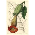 thumbnail image 2 of Red Angel'S Trumpet, Brugmansia Sanguinea Poster Print By ® Florilegius Mary Evans (18 X 24), 2 of 4