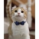 thumbnail image 2 of Adjustable Cat Collar with Bell and Bow Tie, Anti-Choke Safety Collar for Cats and Kittens, Blue Color, 2 of 3