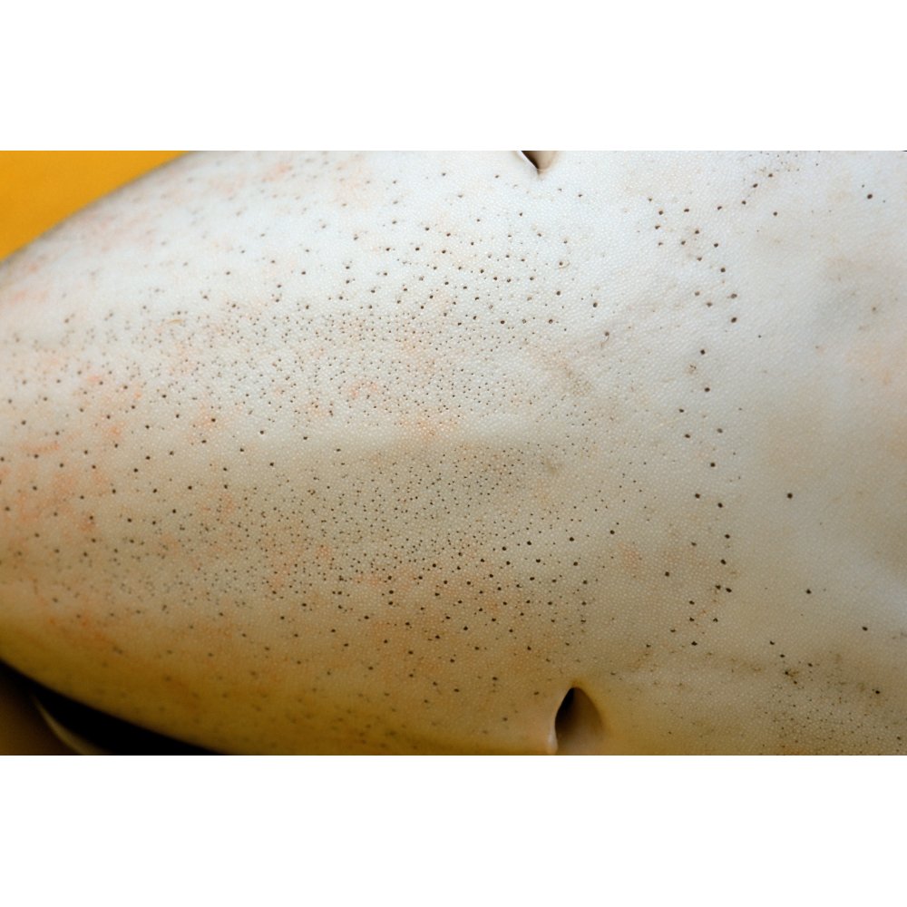 Closeup view of the ampullae of Lorenzini on a blue shark. Poster