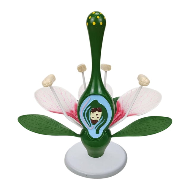 Modelo de flor dicotiledónea, modelo de flor de melocotón, material didáctico, decoración de escritorio, herramienta de enseñanza de biología, juguete