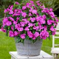 thumbnail image 4 of Topboutique Artificial Flower Impatiens Silk Flowers Greenery Faux Impatiens Bushes Fake Impatiens Bouquet Lifelike Flowers Bouquet for Lawn Garden Home Wedding Decoration (4 Pcs-7 Branches-Purple), 4 of 9
