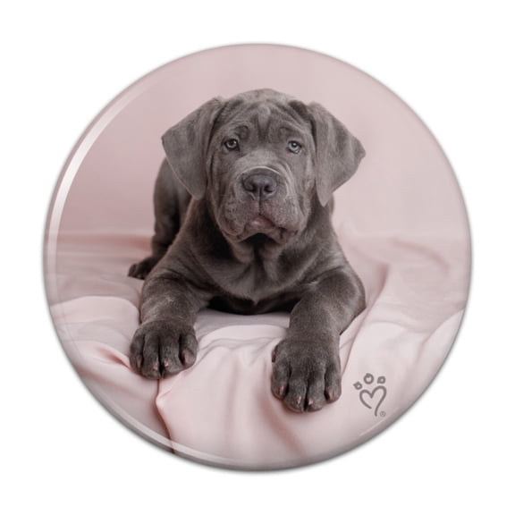 Neapolitan Mastiff Dog in Bed Pinback Button Pin