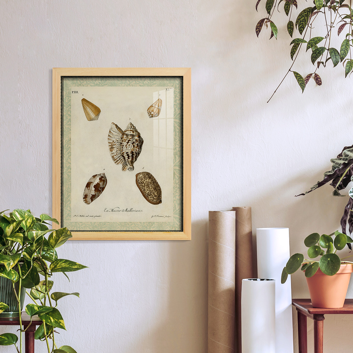 Bookplate Shells II - Framed Print w/glass - Natural Wood