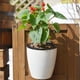 thumbnail image 4 of Monstrate Maceta con colección de agua, contenedor para plantar, maceta colgante para plantas, maceta desmontable para jardín interior y Jardín y Patio 180, 4 of 6