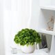 thumbnail image 4 of Artificial Plant Pot, Small Potted Decoration, Living Room Countertops Windowsills, Desktop Greenery, Home Decor, Artificial Plants for Home, Realistic Touch, Stylized Design, High Traffic Plants,, 4 of 8