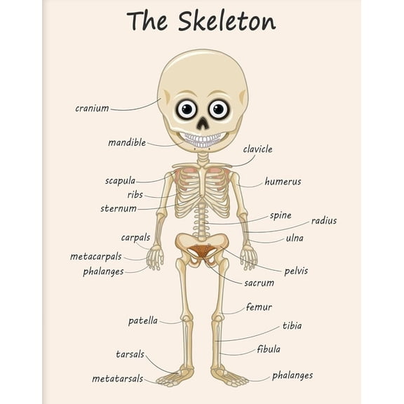 The Skeleton - Human Skeleton Print Science Art - Gift for Students & Teacher Fun Decor for Classroom, Library or Nursery