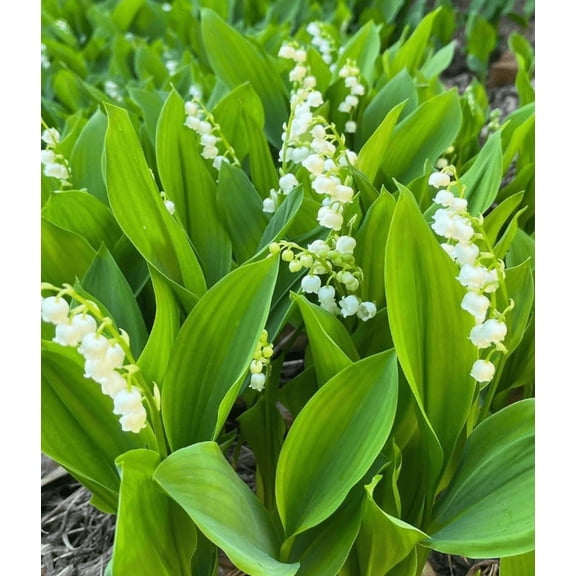 Set 6 Lily of the Valley Bulbs for Planting, Hardy Convallaria Majalis Bare Roots May Bells Fragrant Perennial Plant Bulbs White Lily Flowers Tubers