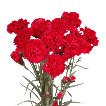 100 Stems of Red Spray Carnations- Beautiful Fresh Cut Flowers- Express Delivery