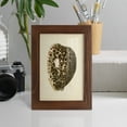 thumbnail image 5 of Sealife Collection III - Framed Print w/glass - Chestnut, 5 of 8