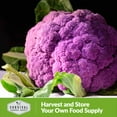 thumbnail image 3 of 5 Packs Di Sicilia Violetto Purple Cauliflower Seeds - Non-GMO Heirloom Biennial Full Sun Vegetable, 3 of 6