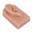thumbnail image 4 of Acupuncture, Silicone Ear Model AcupunctureAlternative Medicine Silicone Ear Model, 4 of 8