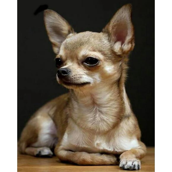 Dww-30 X 40 Cm ,chihuahua Diamond Painting Broderie Diamant Peinture Canevas 5d Tableau Enfant Adulte Strass Lot Puzzle Dessin Decoration Murale Cham