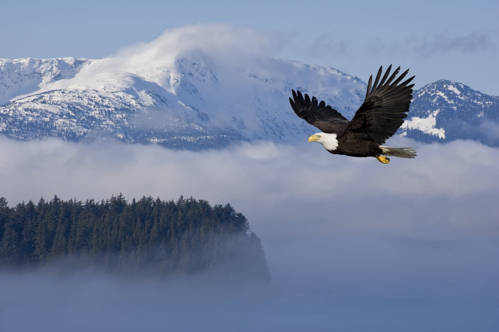 Bald Eagle In Fligh