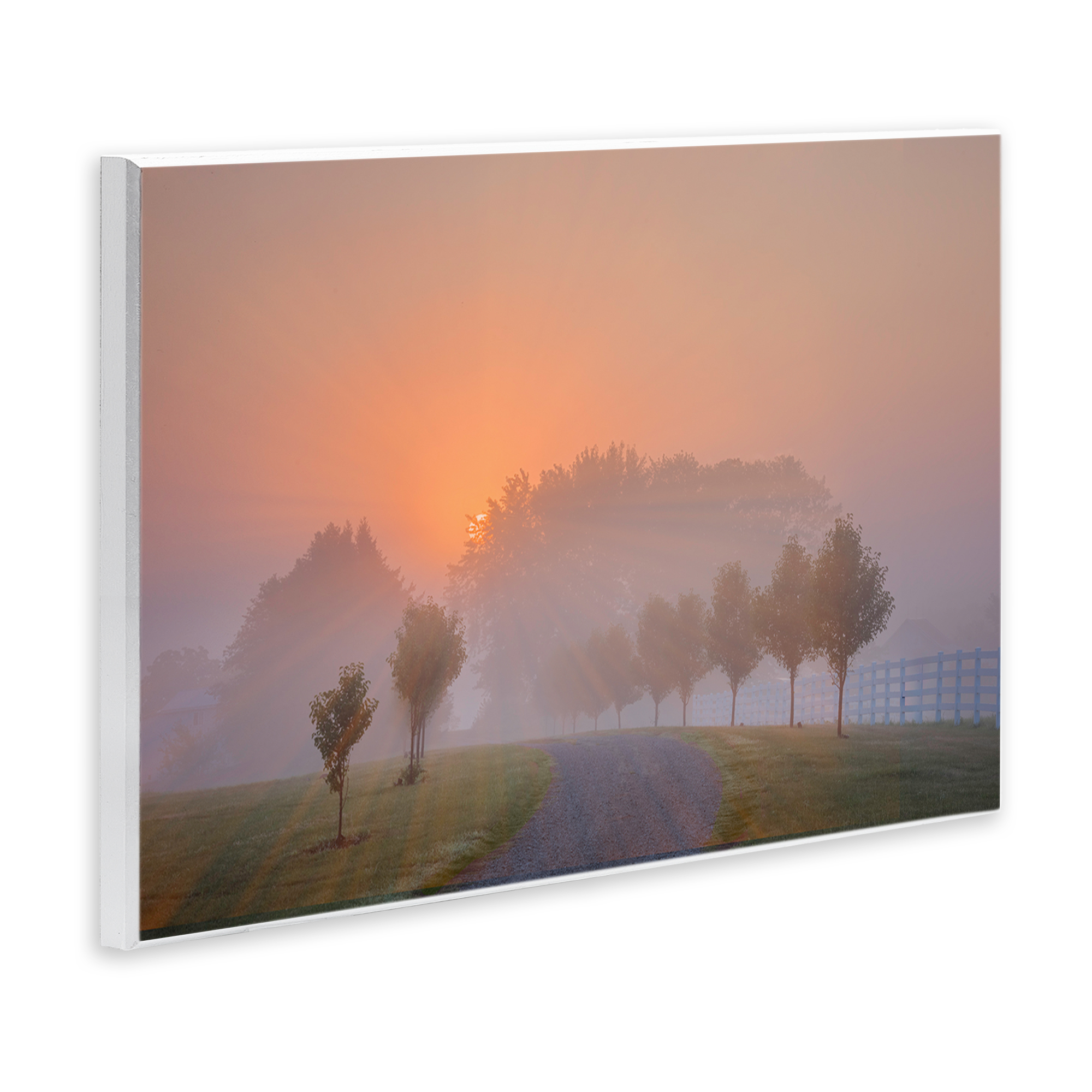 Stupell Industries Grove Path at Sunset Landscape & Nature Photography Unframed Art Print Wall Art, 19 x 13