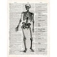 thumbnail image 2 of Art In Motion  Vintage Anatomy Skeleton Poster Print by Christopher James - Small, 2 of 2
