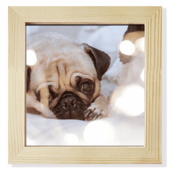 bulldog pet animal lly picture Square Picture Frame Wall Tabletop Display