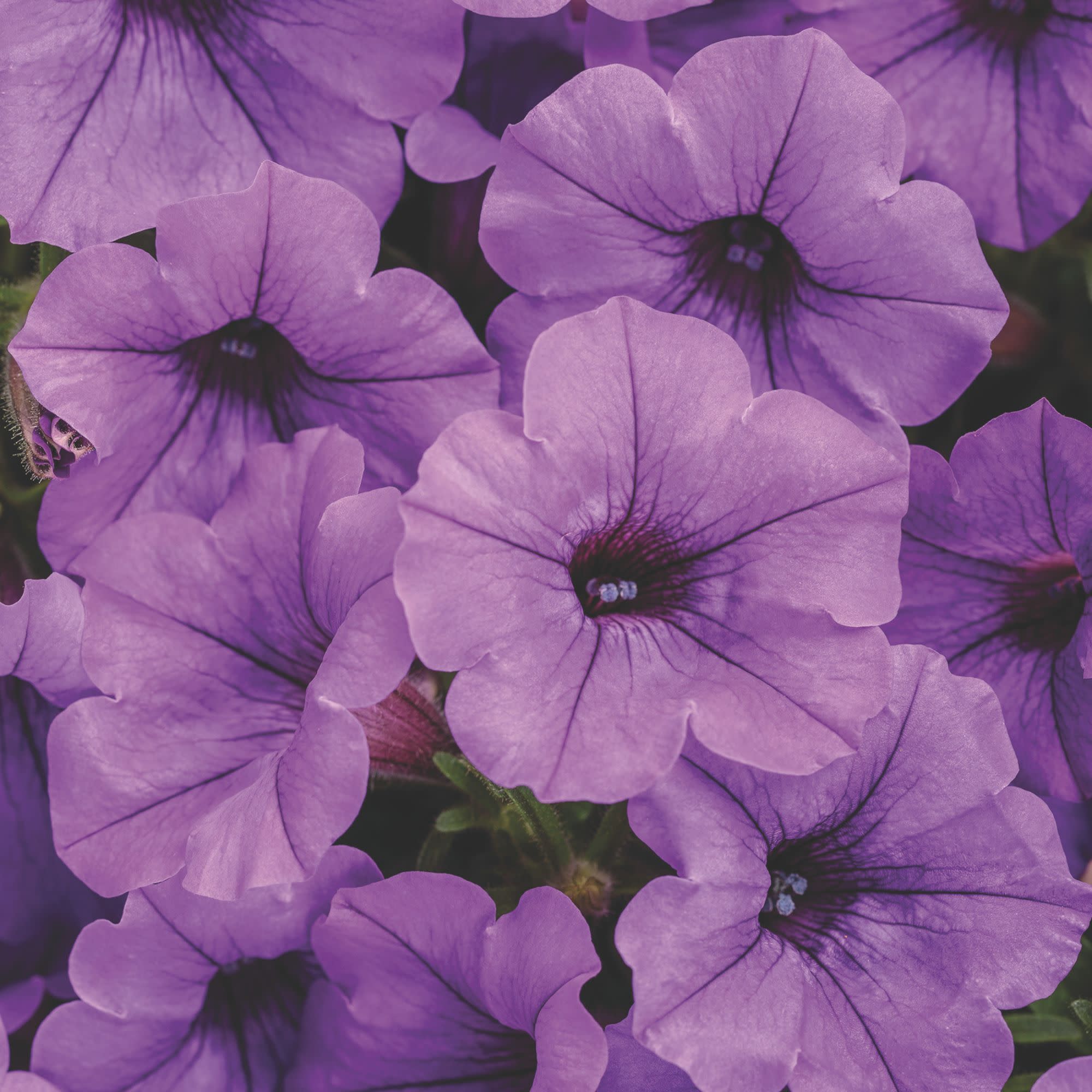 Proven Winners 4" Blue Supertunia Mini Vista Indigo Petunia Live Plant in 4.25" Pot (4 Count)