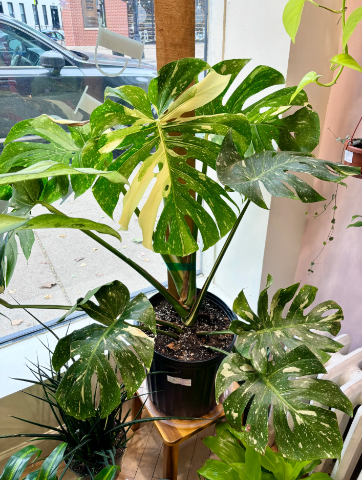 Set of 2 Thai Constellation Monstera Live Plants, Variegated Indoor Houseplant Starters, Tropical Home Decor Plants, 4-6 Inch Tall