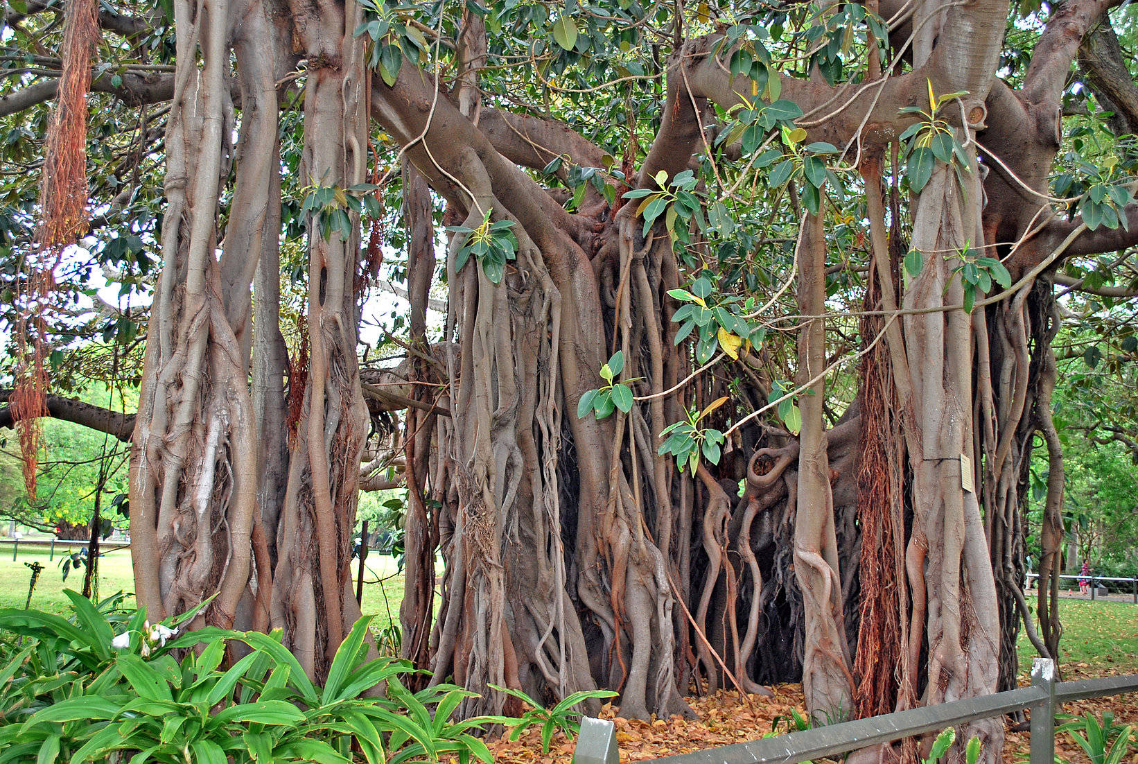 SEEDS = = 20 Super Tiny Seeds Banyan Fig Tree Ornamental Tropical