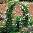 thumbnail image 5 of Outdoor Pergola Trellis, Personalized Backdrop Garden Arbor, Weatherproof Metal Frame, Climbing Plants Support, Easy Assembly Wedding Arch Decoration, Dark Green, 255 X 140 X 38 Cm, 5 of 5