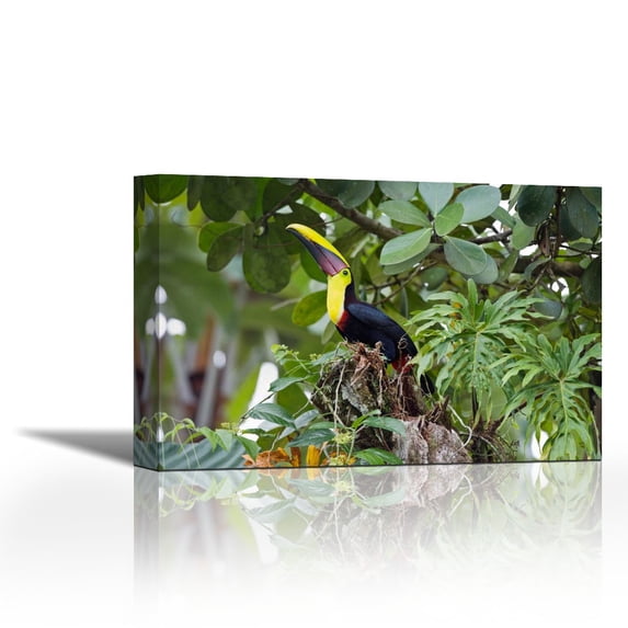 Chestnut-mandibled Toucan in trees, Costa Rica - Contemporary Fine Art Giclee on Canvas Gallery Wrap - wall décor - Art painting - 34 x 22 Inch - Ready to Hang