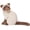 Siamese Cat, variant on 10" Realistic Orange Tabby Cat Plush Toy, Soft Ginger Cat Stuffed Animal, Cute Lifelike Kitten Plush for Kids, Sofa Bedroom Bed Decor, Birthday