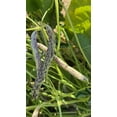 thumbnail image 6 of Plant Good Seed Dragon Tongue Snap Bean Seeds for Planting: Succulent Purple Pods, Fresh Snacking, 6 of 6