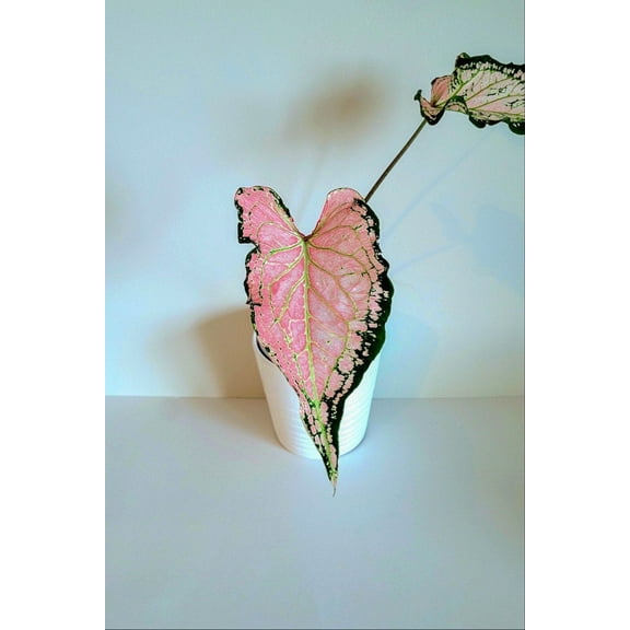 Blue Buddha Farm: Pink Symphony Caladium (2 Bulbs) - Easy to Grow Indoor or Outdoor Perennial Plant