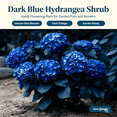 thumbnail image 2 of Hydrangea Shrub, Shade Plant for Gardens-Easy Grow-Low Maintenance-Ideal for Beds Borders, Plant Pots & Planters, 2 of 5